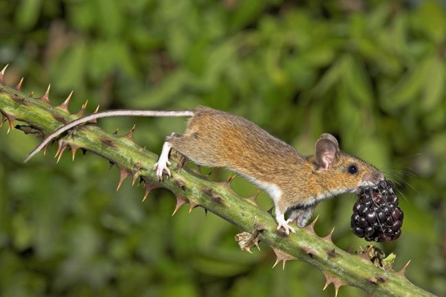 Победители и финалисты фотоконкурса «Mammal Photographer of the Year 2013»