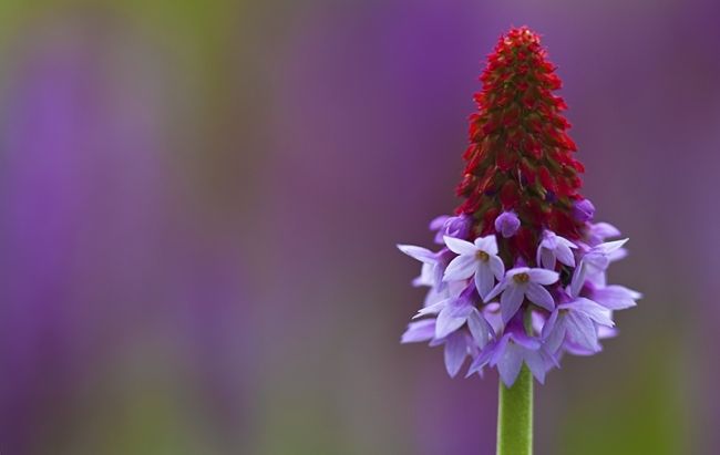 Переможці фотоконкурсу & laquo; International Garden Photographer of the Year & raquo ;: частина третя