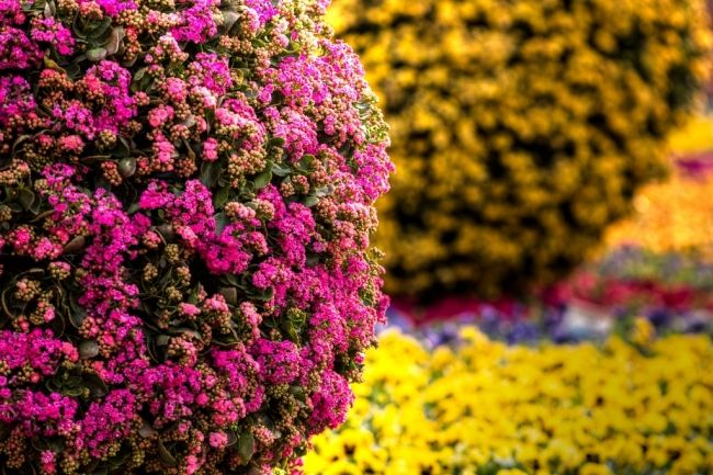 Фестиваль квітів в Гонконзі & laquo; Hong Kong Flower Show 2013 & raquo;