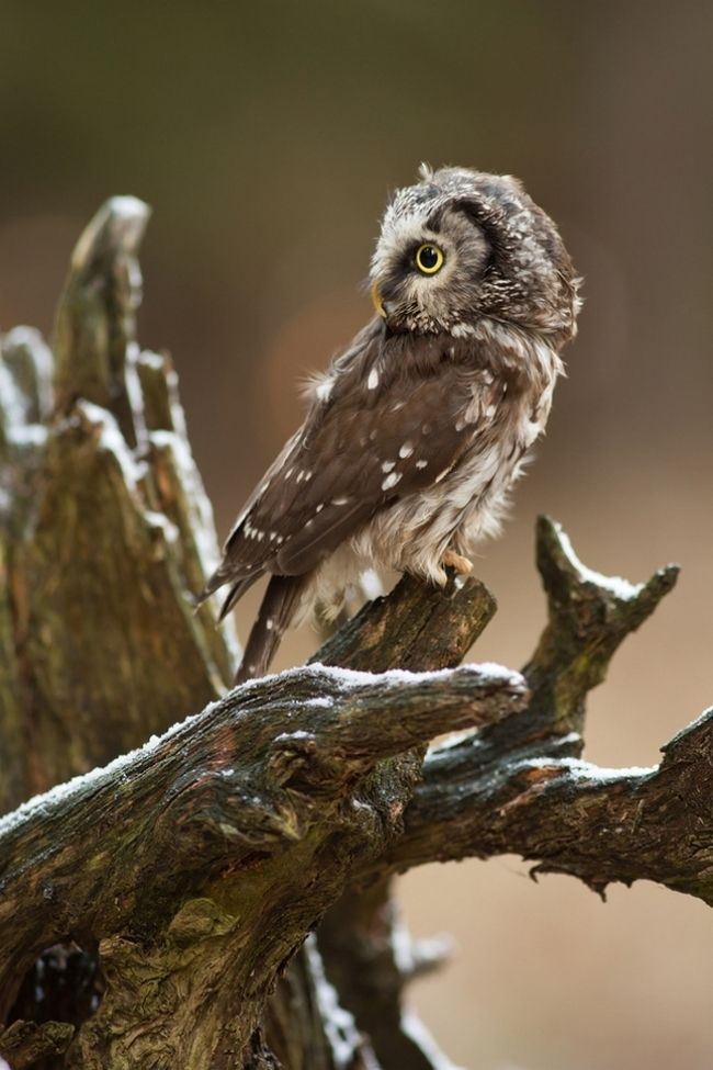 Owls in flight and life