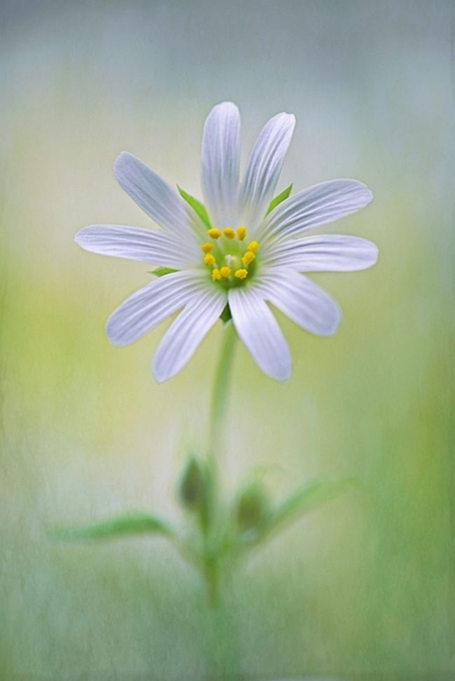 Переможці фотоконкурсу & laquo; International Garden Photographer of the Year & raquo ;: частина друга