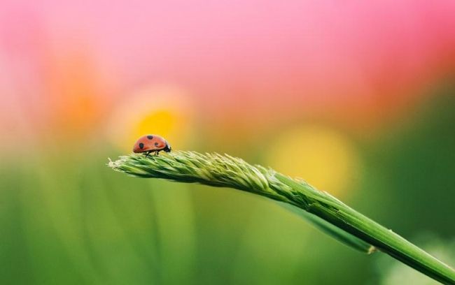 Переможці фотоконкурсу & laquo; International Garden Photographer of the Year & raquo ;: частина перша