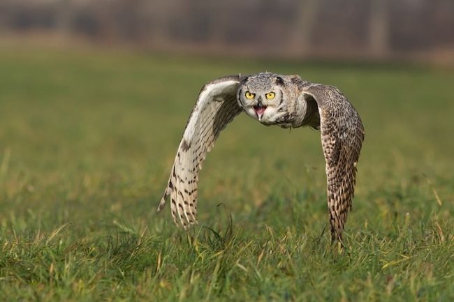 Owls in flight and life