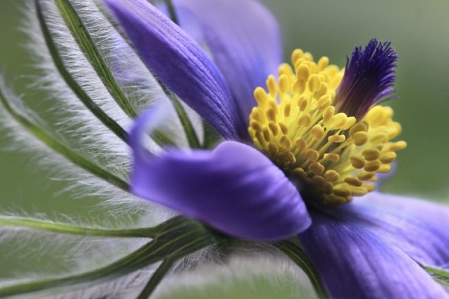 Победители фотоконкурса «International Garden Photographer of the Year»: часть вторая