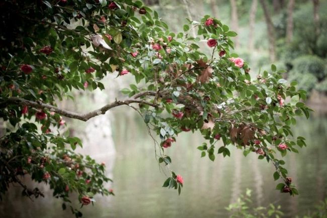 Победители фотоконкурса «International Garden Photographer of the Year»: часть третья