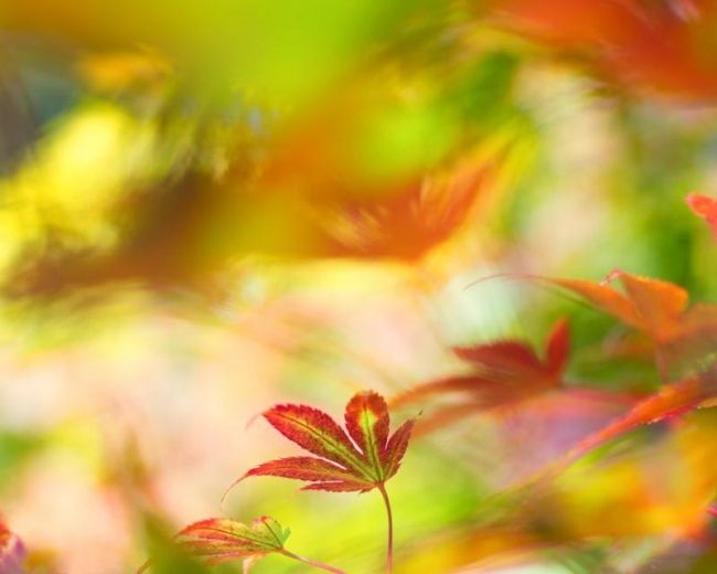 Переможці фотоконкурсу & laquo; International Garden Photographer of the Year & raquo ;: частина перша