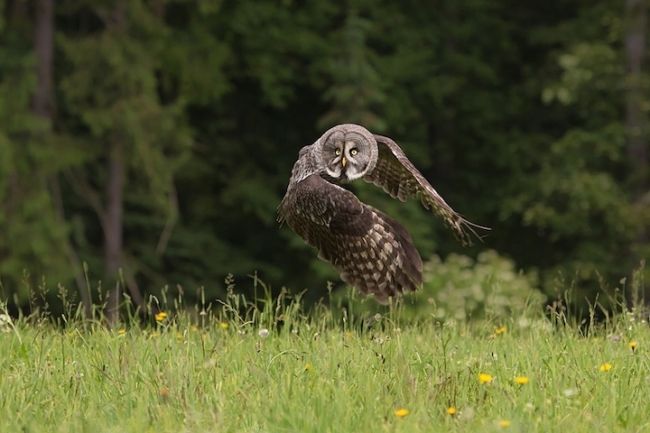 Owls in flight and life