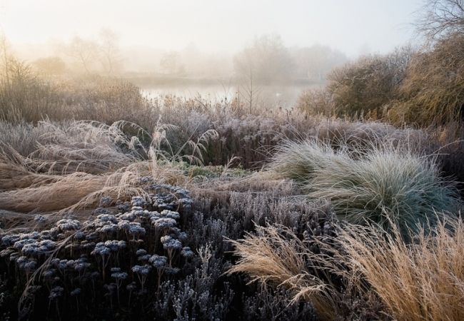 Победители фотоконкурса «International Garden Photographer of the Year»: часть первая