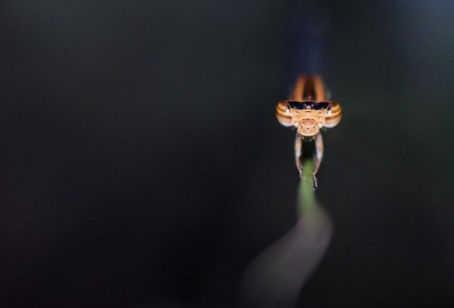 Победители фотоконкурса «International Garden Photographer of the Year»: часть вторая