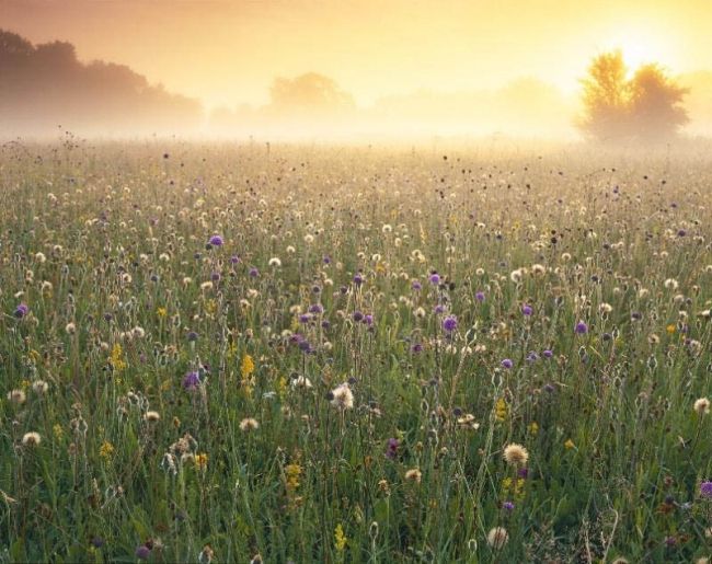 Переможці фотоконкурсу & laquo; International Garden Photographer of the Year & raquo ;: частина перша