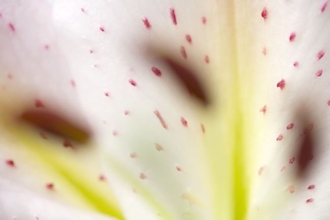 Победители фотоконкурса «International Garden Photographer of the Year»: часть вторая