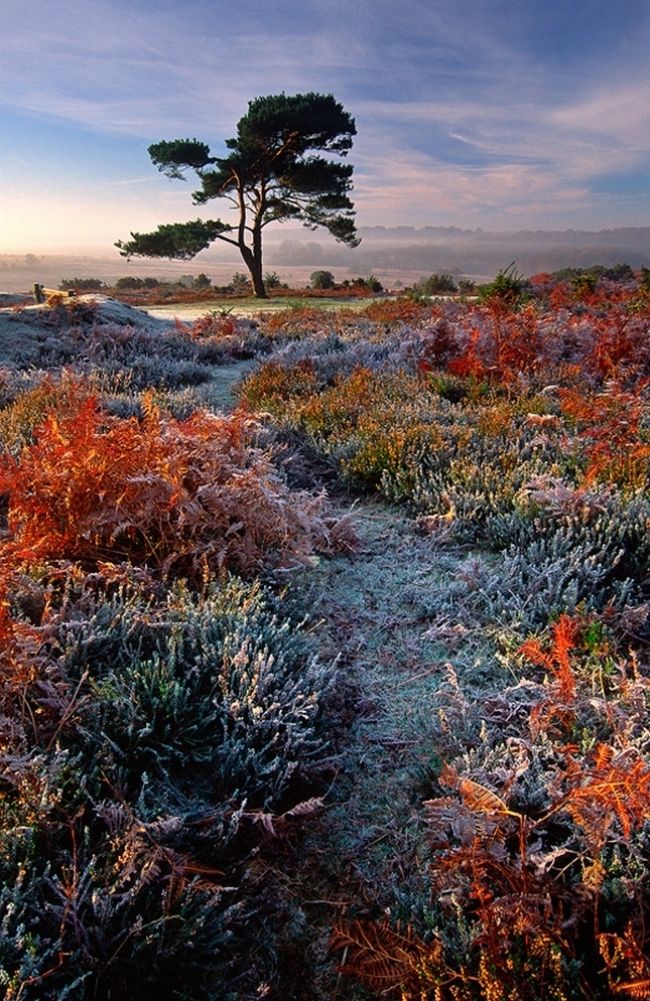 Переможці фотоконкурсу & laquo; International Garden Photographer of the Year & raquo ;: частина друга