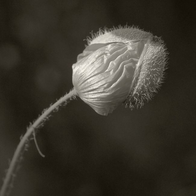 Переможці фотоконкурсу & laquo; International Garden Photographer of the Year & raquo ;: частина третя