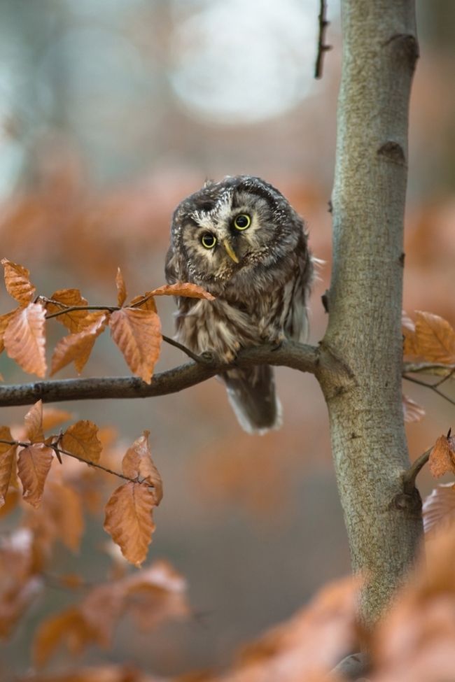 Owls in flight and life