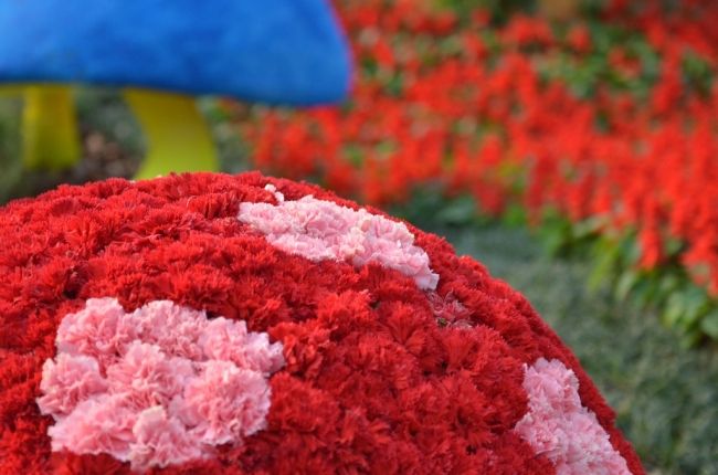 Фестиваль квітів в Гонконзі & laquo; Hong Kong Flower Show 2013 & raquo;