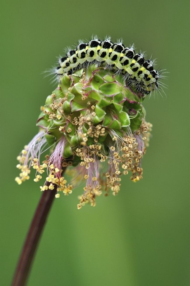 Переможці фотоконкурсу & laquo; International Garden Photographer of the Year & raquo ;: частина друга