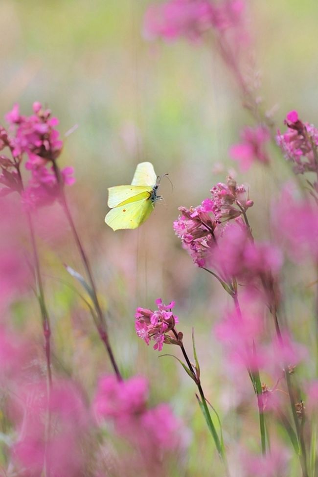 Победители фотоконкурса «International Garden Photographer of the Year»: часть вторая