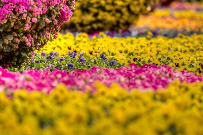 Фестиваль квітів в Гонконзі & laquo; Hong Kong Flower Show 2013 & raquo;