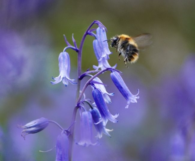 Переможці фотоконкурсу & laquo; International Garden Photographer of the Year & raquo ;: частина друга