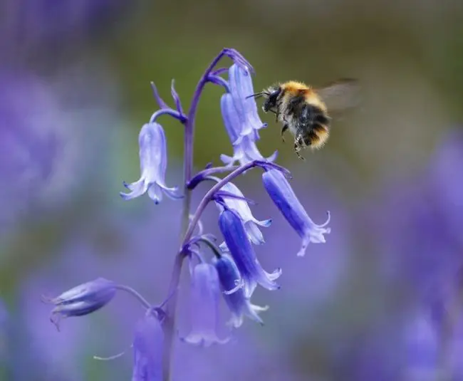 Победители фотоконкурса «International Garden Photographer of the Year»: часть вторая