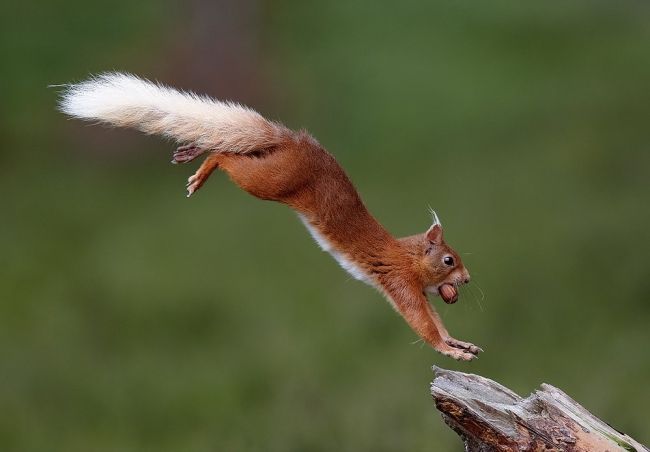 Победители и финалисты фотоконкурса «Mammal Photographer of the Year 2013»