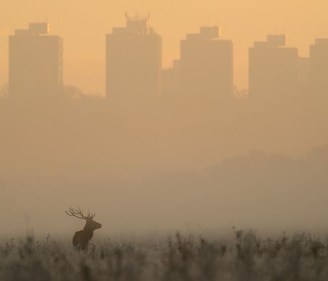 Победители и финалисты фотоконкурса «Mammal Photographer of the Year 2013»