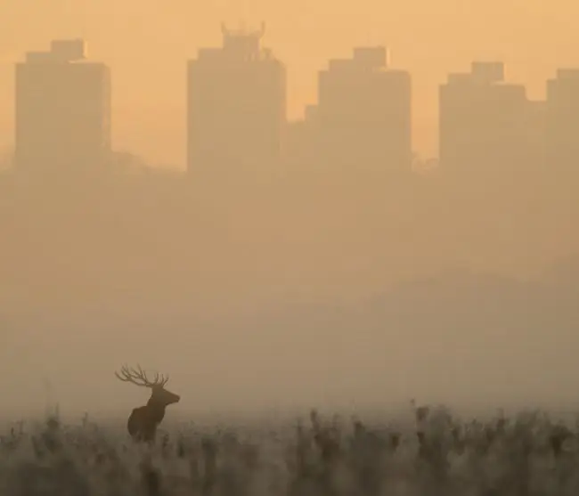 Победители и финалисты фотоконкурса «Mammal Photographer of the Year 2013»