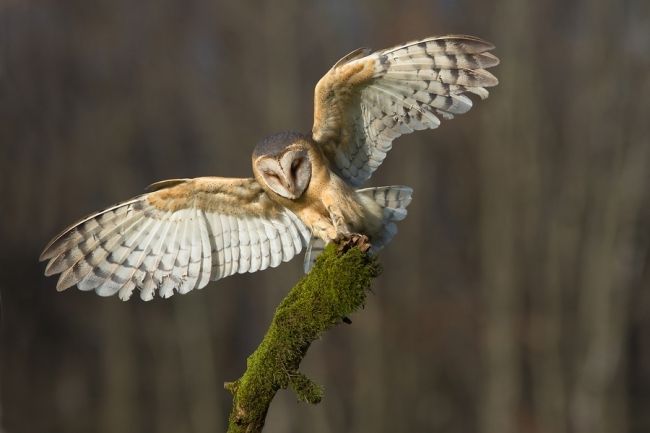 Owls in flight and life