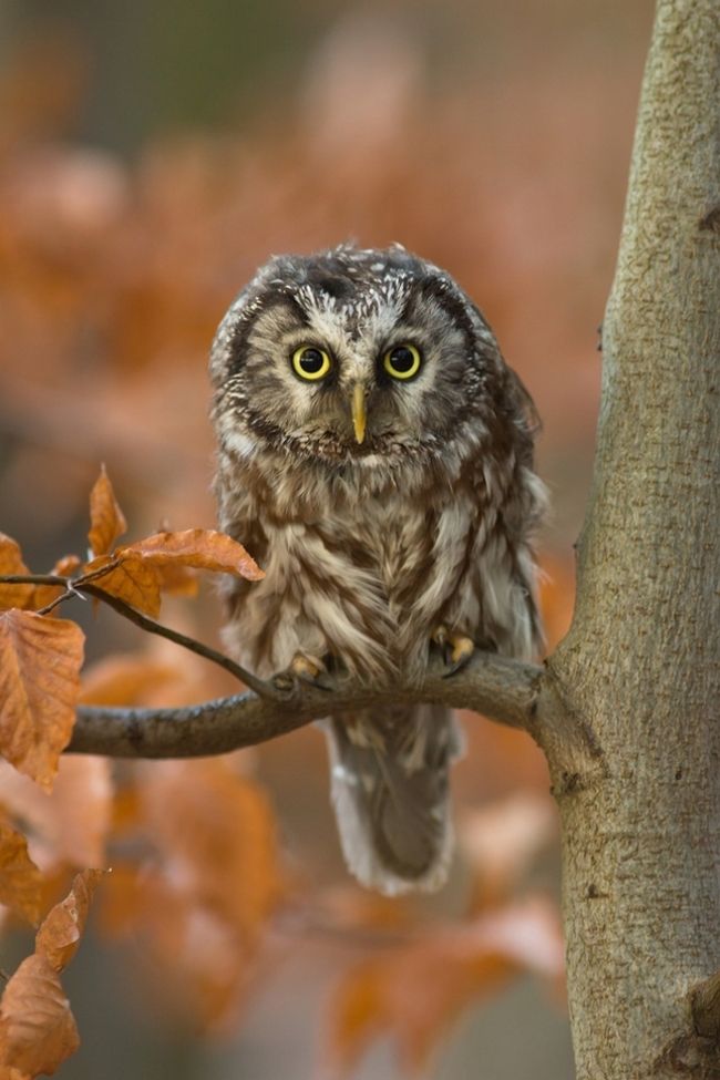 Owls in flight and life