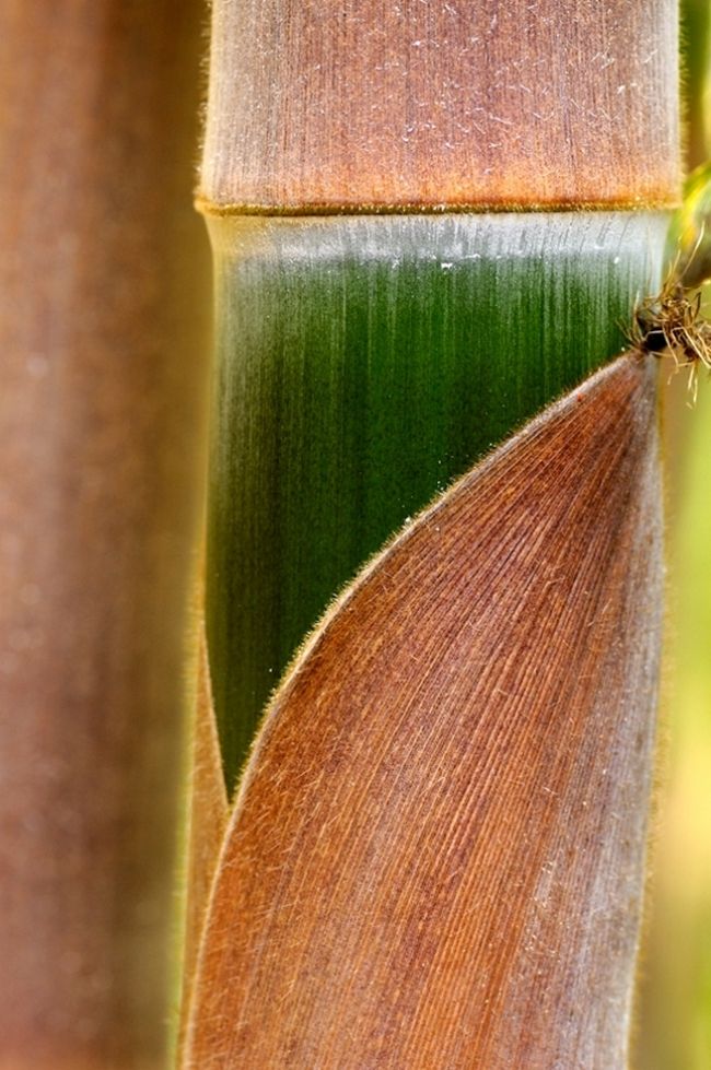 Переможці фотоконкурсу & laquo; International Garden Photographer of the Year & raquo ;: частина третя