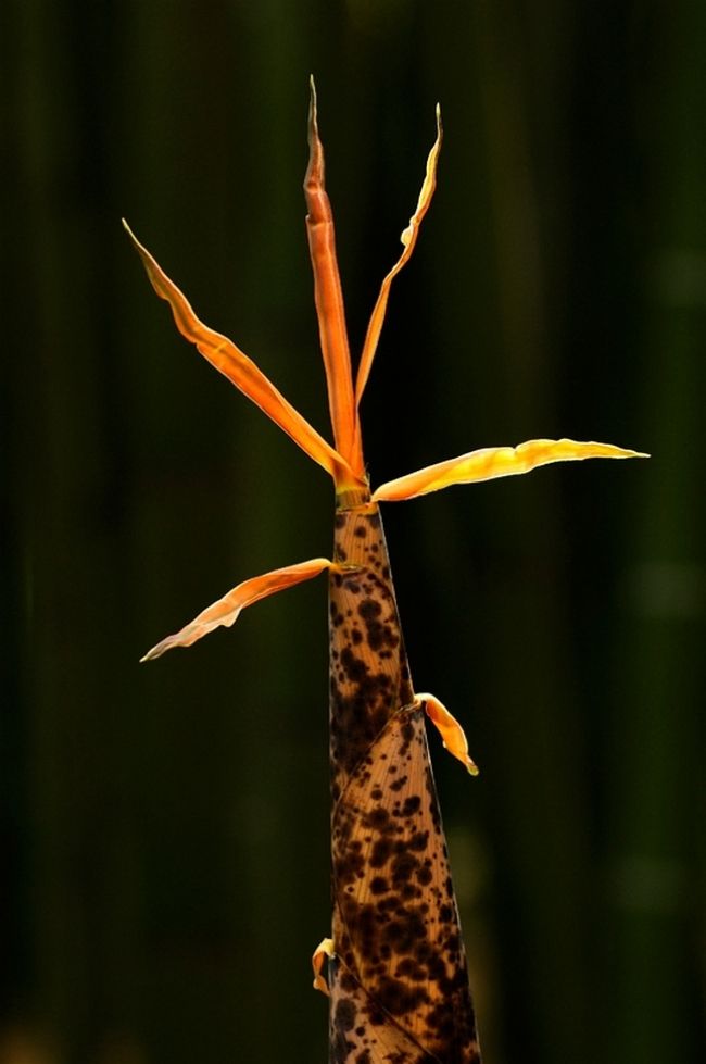 Переможці фотоконкурсу & laquo; International Garden Photographer of the Year & raquo ;: частина третя