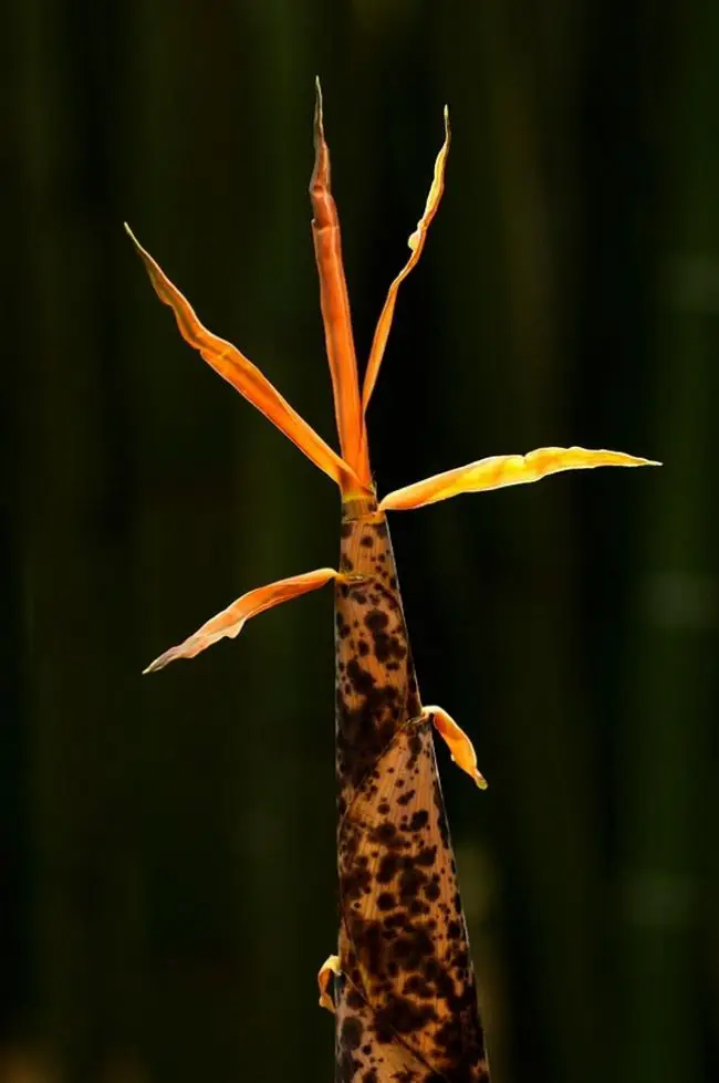 Победители фотоконкурса «International Garden Photographer of the Year»: часть третья