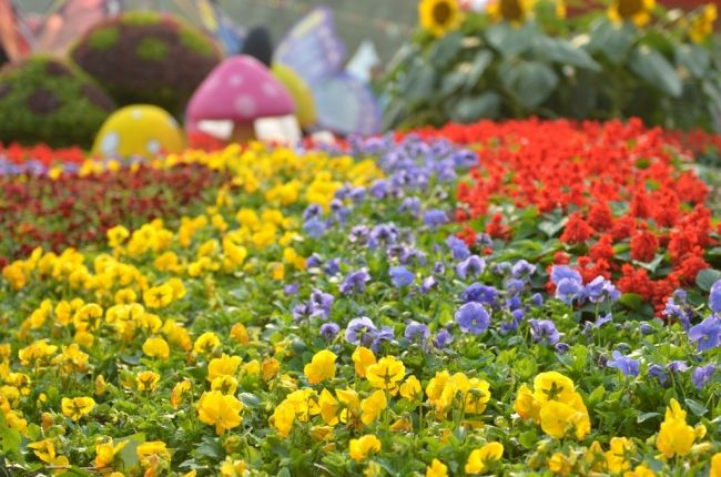 Фестиваль цветов в Гонконге «Hong Kong Flower Show 2013»