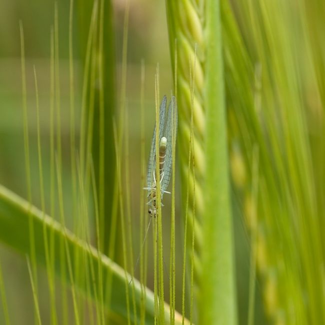 Победители фотоконкурса «International Garden Photographer of the Year»: часть вторая