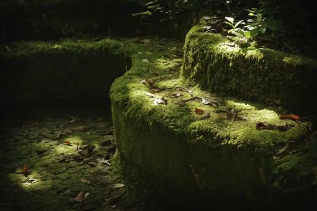 Победители фотоконкурса «International Garden Photographer of the Year»: часть третья