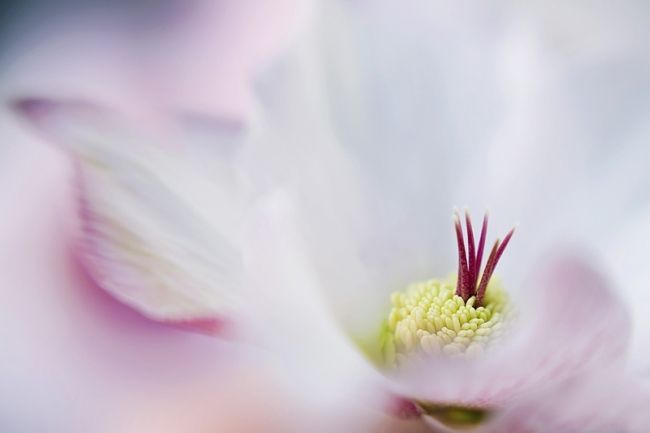 Переможці фотоконкурсу & laquo; International Garden Photographer of the Year & raquo ;: частина друга