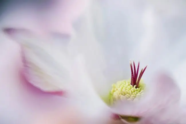 Победители фотоконкурса «International Garden Photographer of the Year»: часть вторая