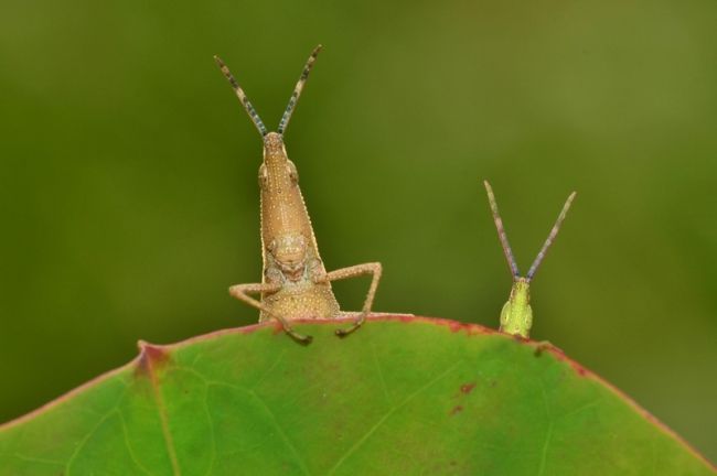 Переможці фотоконкурсу & laquo; International Garden Photographer of the Year & raquo ;: частина друга