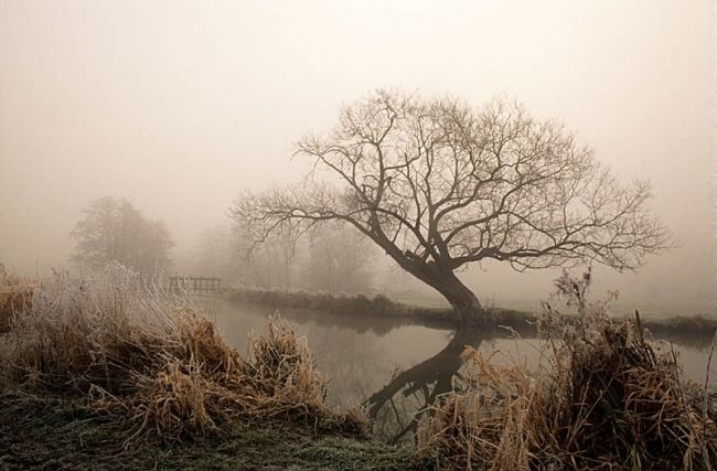 Победители фотоконкурса «International Garden Photographer of the Year»: часть третья