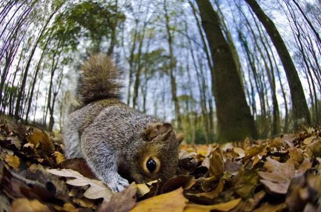 Переможці та фіналісти фотоконкурсу & laquo; Mammal Photographer of the Year 2013 & raquo;