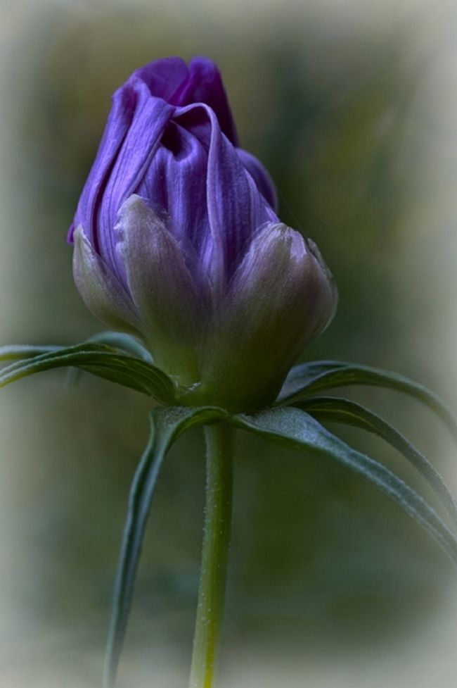 Переможці фотоконкурсу & laquo; International Garden Photographer of the Year & raquo ;: частина друга