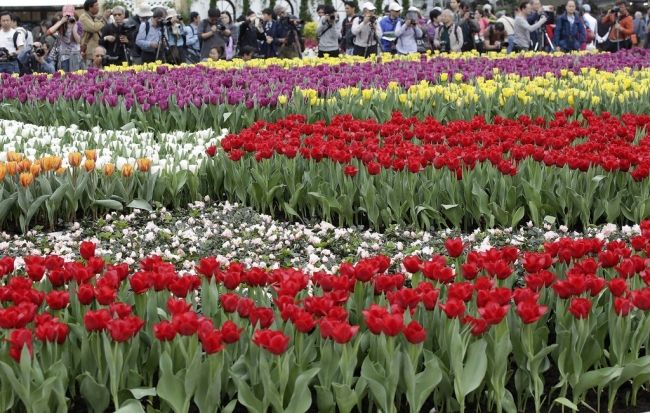 Фестиваль квітів в Гонконзі & laquo; Hong Kong Flower Show 2013 & raquo;