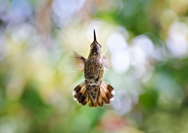 Переможці фотоконкурсу & laquo; International Garden Photographer of the Year & raquo ;: частина друга