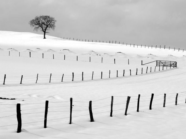 Победители фотоконкурса «International Garden Photographer of the Year»: часть третья