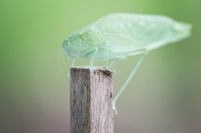 Победители фотоконкурса «International Garden Photographer of the Year»: часть вторая