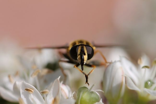 Переможці фотоконкурсу & laquo; International Garden Photographer of the Year & raquo ;: частина перша