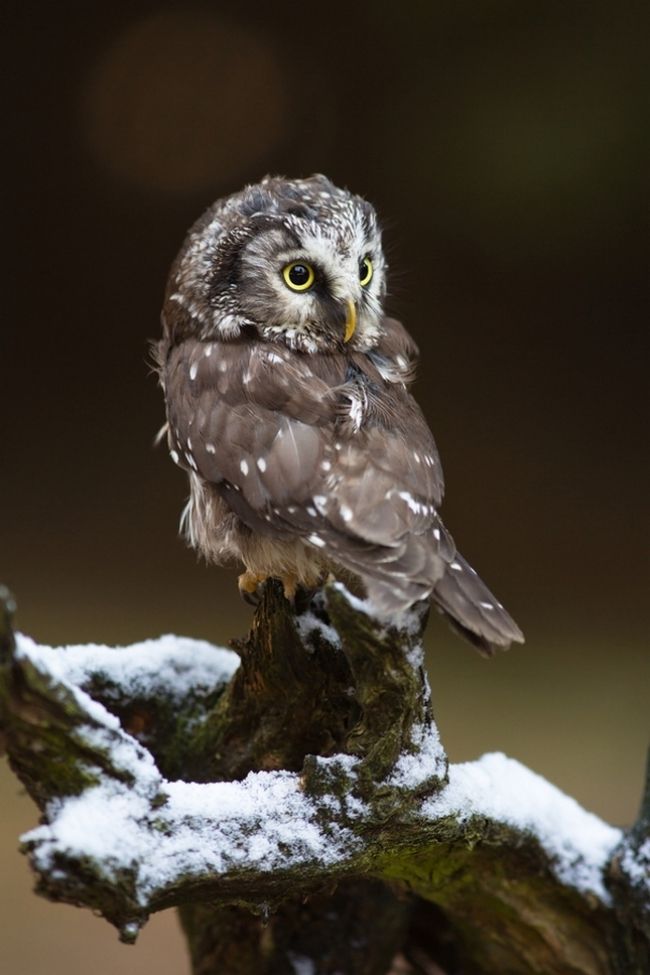 Owls in flight and life