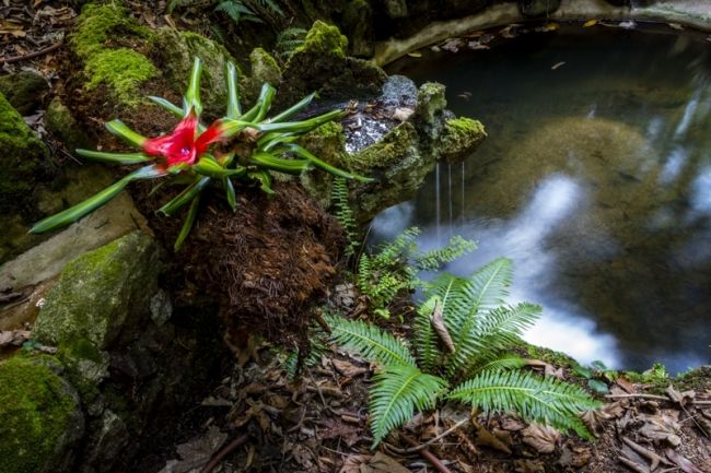 Переможці фотоконкурсу & laquo; International Garden Photographer of the Year & raquo ;: частина третя