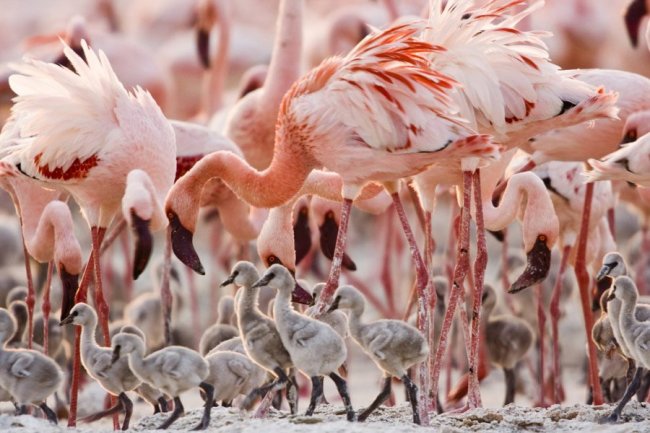 Red and pink Lake Natron in Tanzania