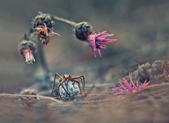 Перші переможці фотоконкурсу & laquo; Sony World Photography 2013 & raquo;